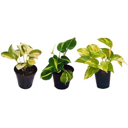 Pack of 3 Best Money Plants